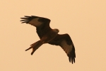 Taken during the dust cloud, 70D with the 100 to 400mm on 400mm Red kite in dust storm 16-10-2017-IMG_6506.jpg