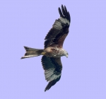 View the album Wildlife